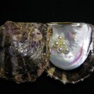 Fresh Water Pearls in Oyster