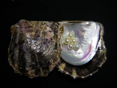 Fresh Water Pearls in Oyster