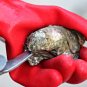 Fresh Water Pearls in Oyster