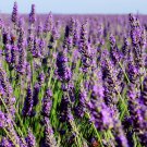 Lavender Fields Bath Bomb Round