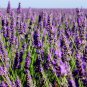 Lavender Fields Bath Bomb Round