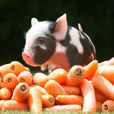 Mini Carrot Seeds Little Finger Carrot Vegetable Seeds 400 Seed db