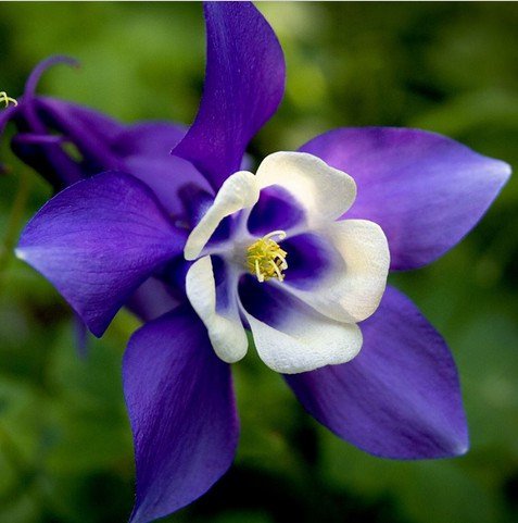 Blue Bird Columbine Seeds Aquilegia Flower Seeds 50 Seeds db