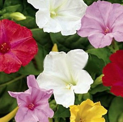 Four O'Clocks Marvel Seeds Garden Jasmine Flower Seeds mix 100 Seeds db