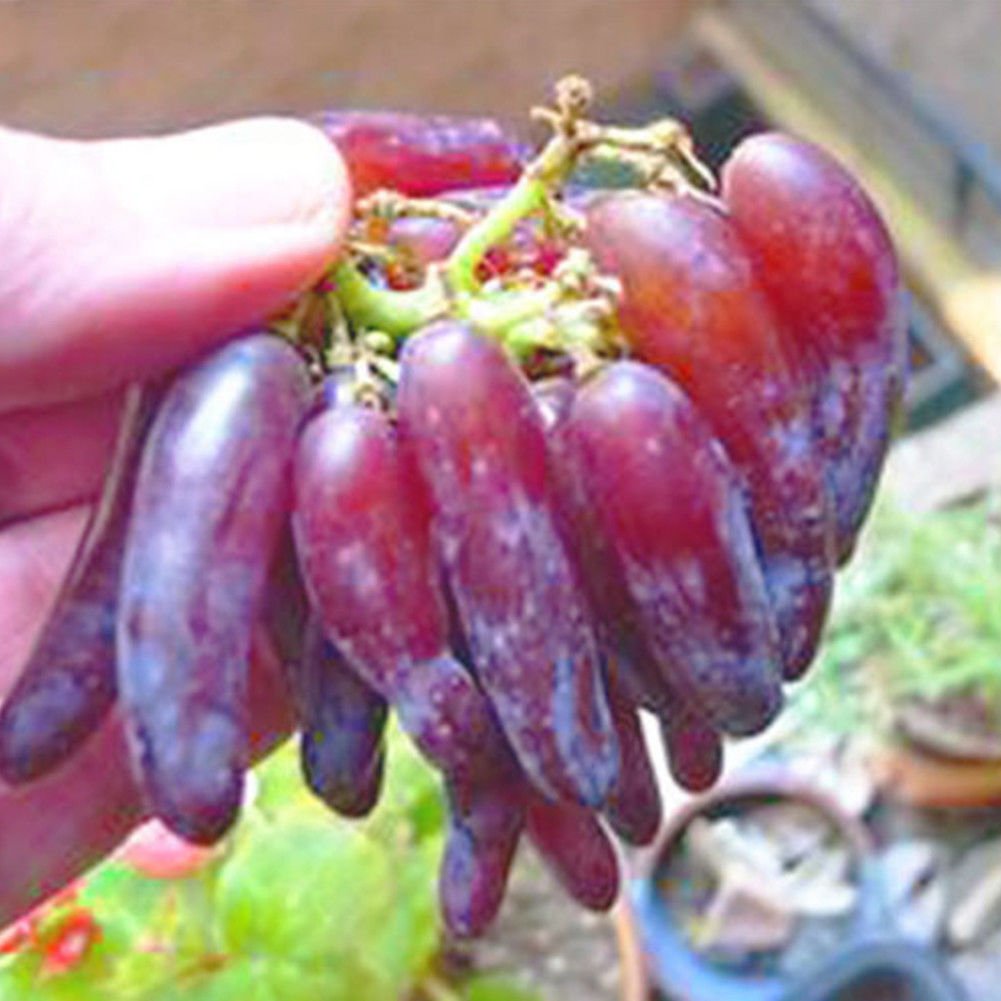 50Pcs Rare Finger Grape Seeds
