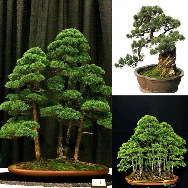 20pcs Japanese White Pine Pinus Parviflora Green Plants Tree Bonsai Seeds