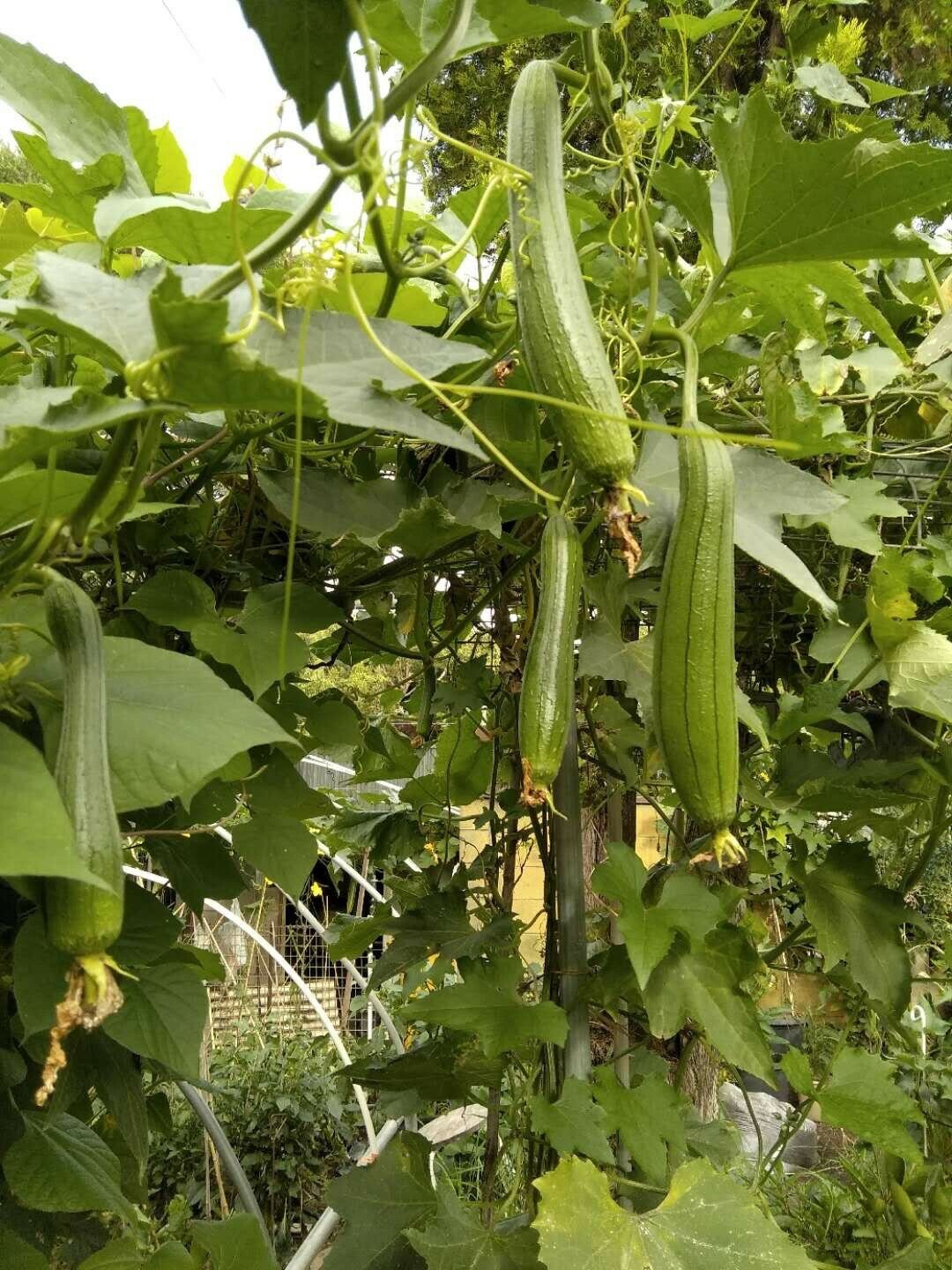 10 X Homegrown ORGANIC SPONGE GOURD SEEDS (Luffa) seeds