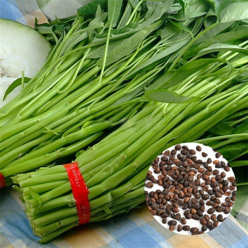 100Pcs Water Kang Spinach Seeds Organic Green Spinach Seeds