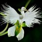 200 seeds Japanese White Egret Orchid Flowers Seeds White Dove Flower Seeds