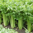 2500 Seeds Tall Utah Celery Seeds | Non-GMO | Fresh Garden Seeds