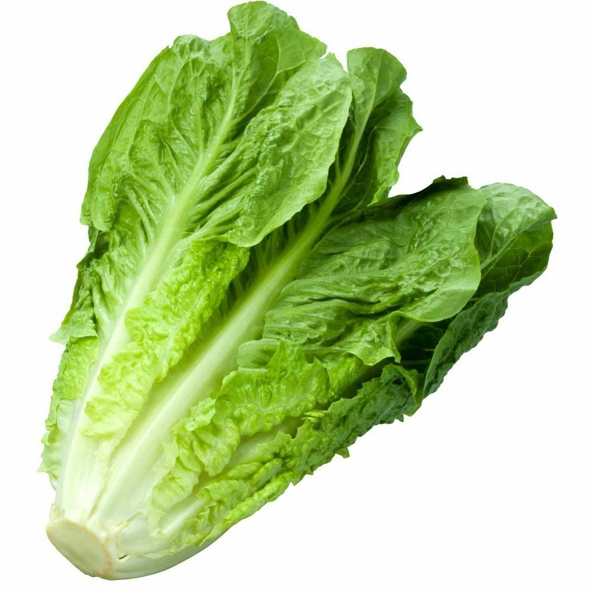 Romaine Lettuce Seeds | Non-GMO Vegetable Garden Seeds 1200 Seeds