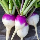 Turnip Garden Seeds | Non-GMO | Fresh Vegetable Garden Seeds 1200 seeds