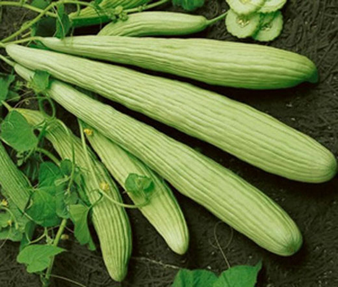30 + Armenian Yard Long Cucumber Seeds, Organic NON - GMO