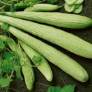 30 + Armenian Yard Long Cucumber Seeds, Organic NON - GMO