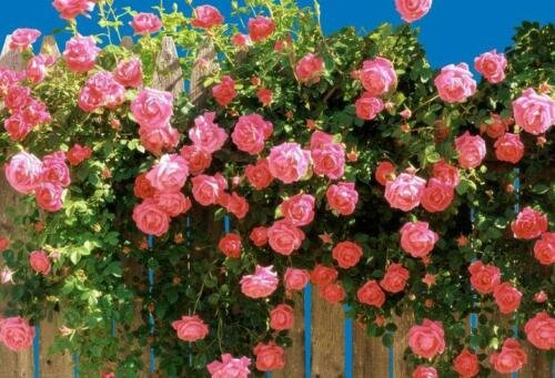 Pink Climbing Rose Bush 20 seeds