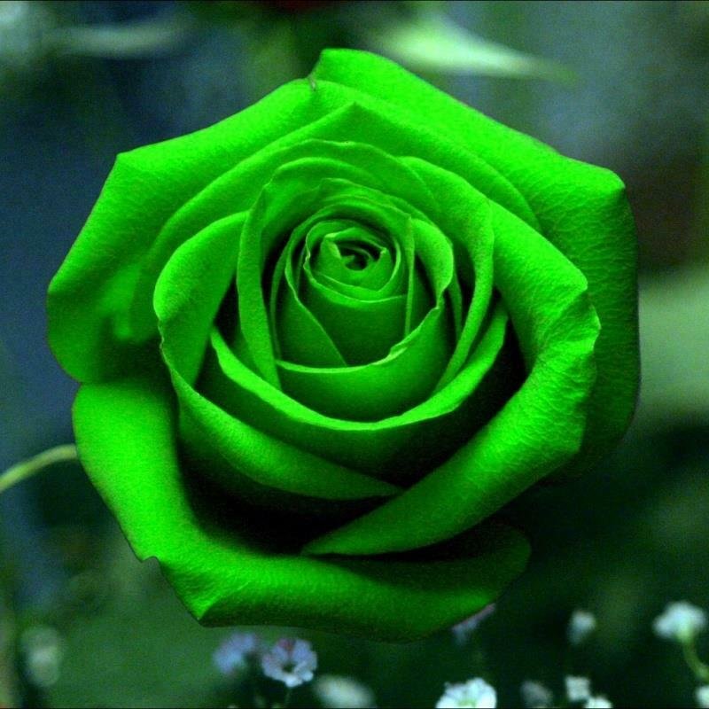 Bright Green Rose Rose Bush 20 seeds