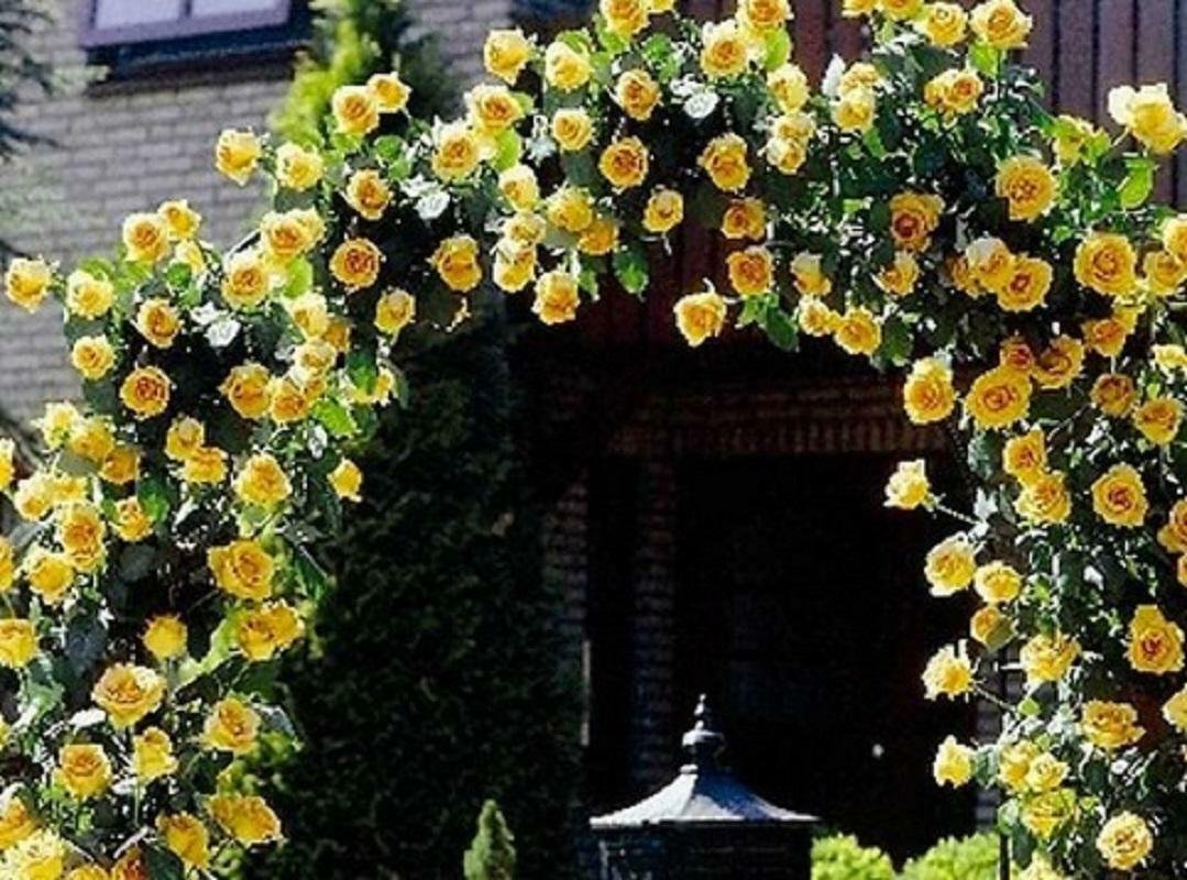 Yellow Climbing Rose Rose Bush 20 seeds