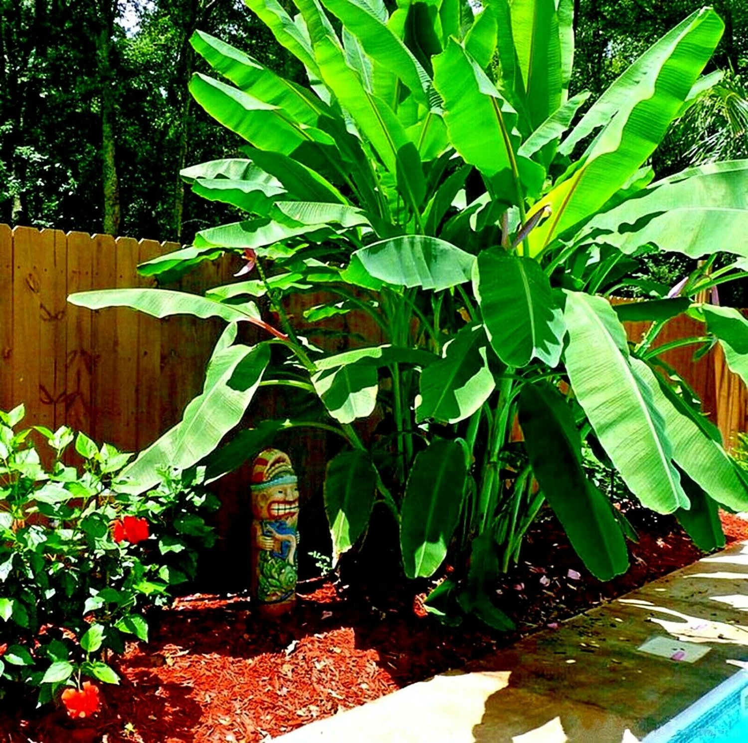 10 "DWARF" Cavendish BANANA Tree Seeds (Musa acuminata) Tropical Fruit Plant seeds