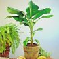 10 "DWARF" Cavendish BANANA Tree Seeds (Musa acuminata) Tropical Fruit Plant seeds
