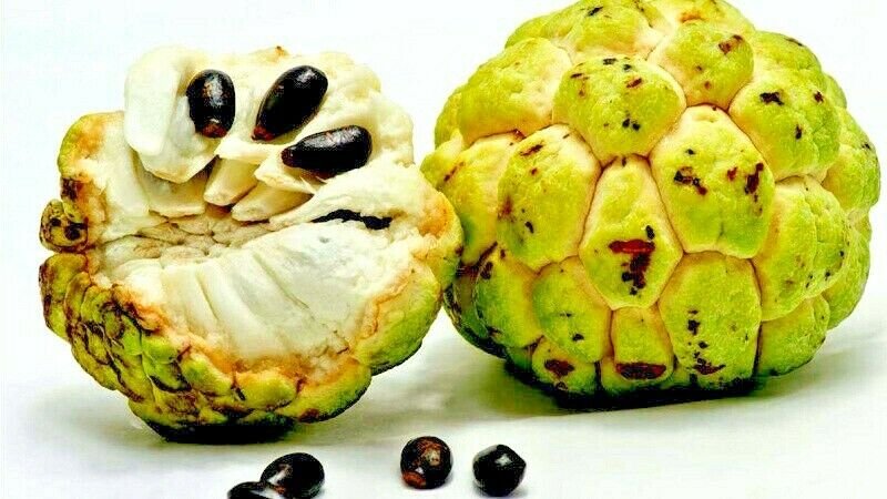 10 seeds Organic Sugar Apple Tree Seeds Annona Squamosa Tropical Sweetsop Plant seeds