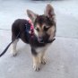 Dog Backpack School Barkerpack&acirc;�&cent; by Barkerwear Dog Clothes
