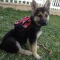 Dog Backpack Minnie Barkerpackâ„¢ by Barkerwear Dog Clothes