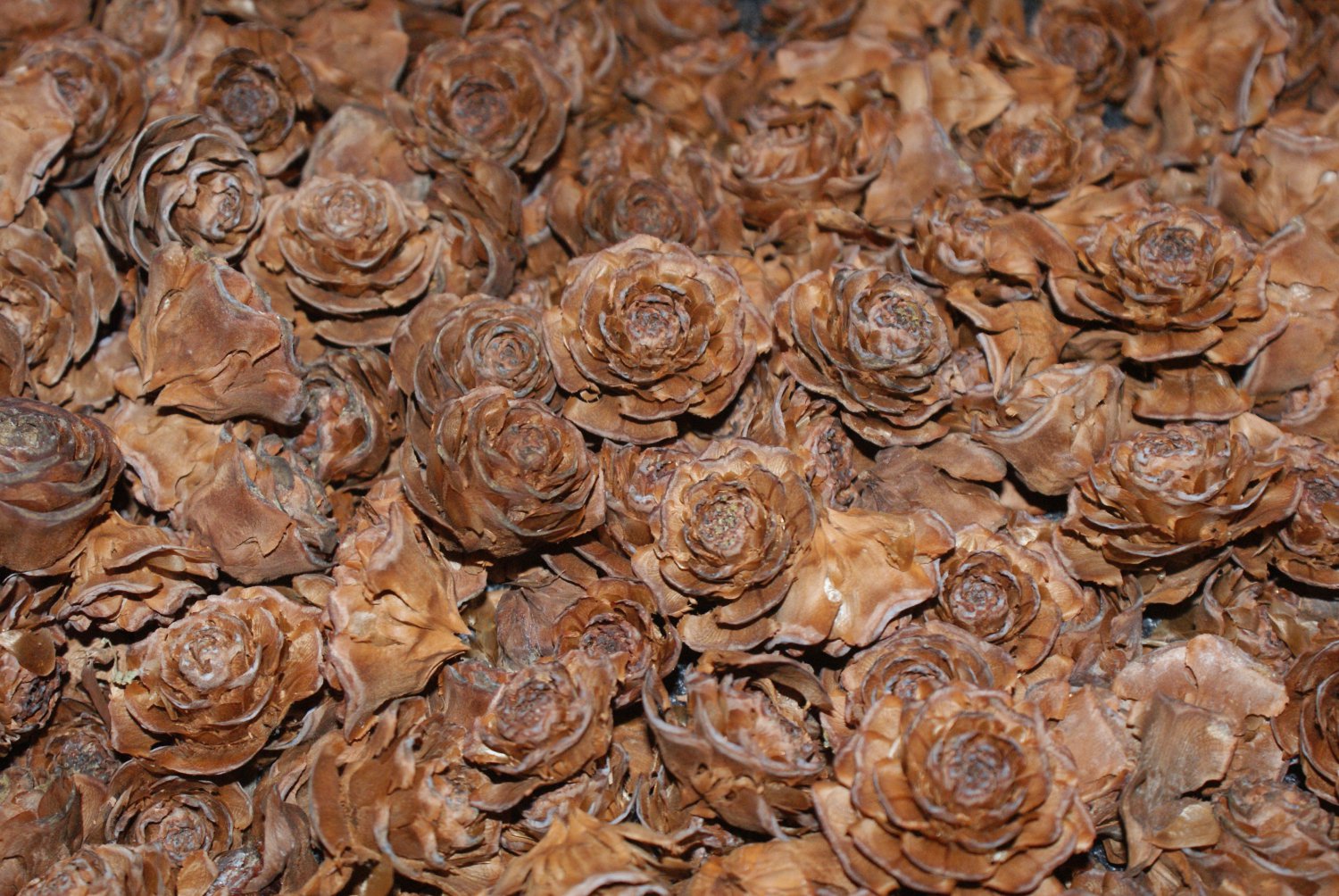 100 Cedar Roses - Pine Cone Rose - wood rose - wooden rose