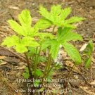 Appalachian Mountain Grown raw GoldenSeal powder  1.5 oz