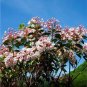 (10)Plant now for Fall foliage 20in.Tall Mountain Laurel Transplant seedling