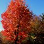 CHEROKEE SMOKEY MOUNTAIN GROWN SHIPPING SPRING 2015 RED MAPLE SEEDLINGS (60)