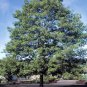 CHEROKEE MOUNTAIN GROWN  WHITE OAK STARTER SEEDLINGS QTY-15 SHIPS FREESPRING2015