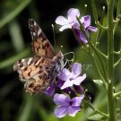 Butterfly - Original Fine Art Photography