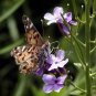 Butterfly - Original Fine Art Photography