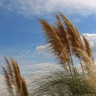 Breezy - Original Fine Art Photography