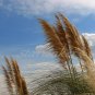 Breezy - Original Fine Art Photography
