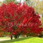 Fire Tree - Original Fine Art Photography