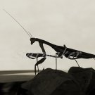 The Prophet - Original Fine Art Photograph