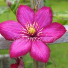 Clematis - Original Fine Art Photograph