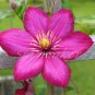 Clematis - Original Fine Art Photograph