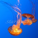 Slow Dancing - Original Fine Art Photograph
