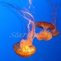 Slow Dancing - Original Fine Art Photograph