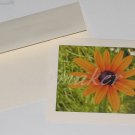 Blackeyed Susan - Original Fine Art Photograph Notecard