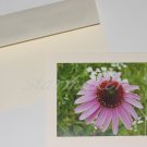 Coneflower - Original Fine Art Photograph Notecard