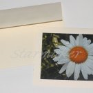 Daisy After the Rain - Original Fine Art Photograph Notecard