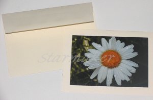 Daisy After the Rain - Original Fine Art Photograph Notecard