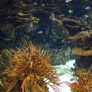 Under The Sea - Original Fine Art Photograph