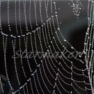 Natures Beads - Original Award Winning Fine Art Photograph