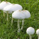 Mushroom Family - Original Fine Art Photograph