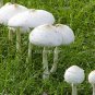 Mushroom Family - Original Fine Art Photograph