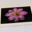 Clematis 2 - Original Fine Art Photograph Photocard